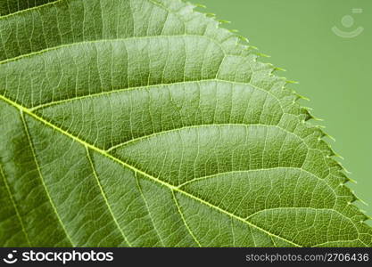 Leaf