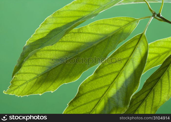 Leaf