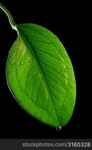 Leaf