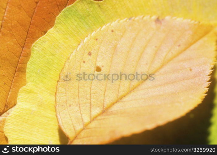 Leaf