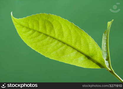 Leaf