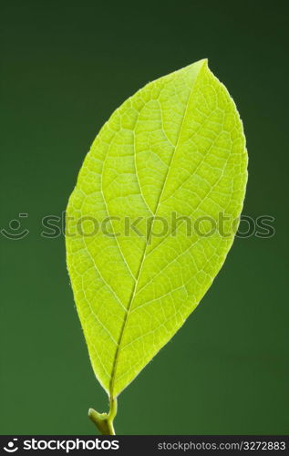 Leaf