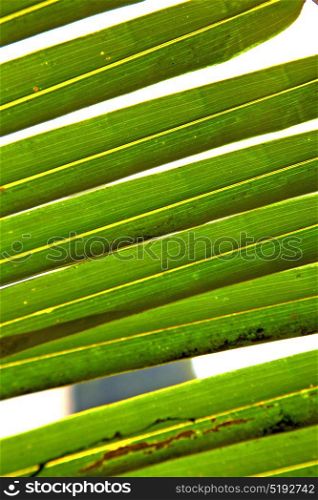 leaf abstract thailand in the light and his veins background of a green white