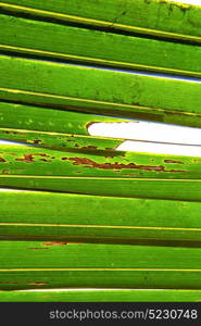 leaf abstract thailand in the light and his veins background of a green white