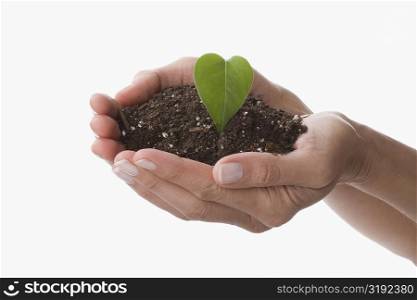 Leaf and compost on a person&acute;s hands
