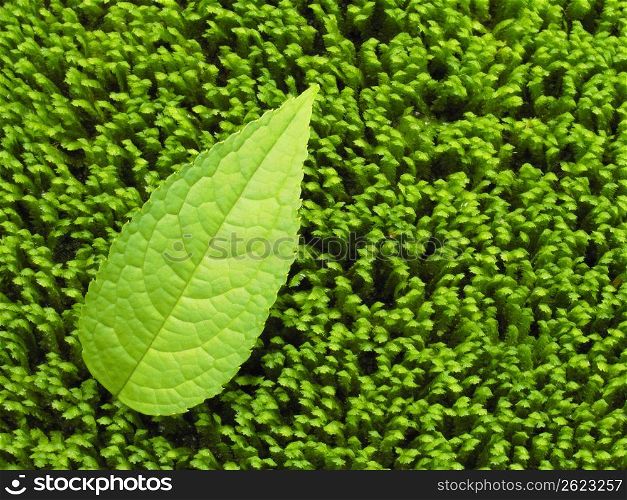 Leaf and moss