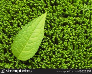 Leaf and moss