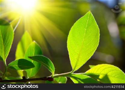 leaf and sun