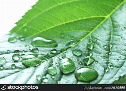Leaf and water drop