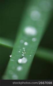 Leaf and Water drop