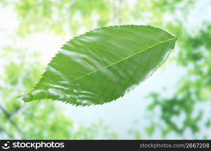 Leaf and Water drop