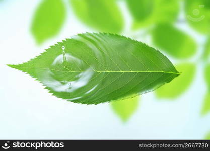 Leaf and Water drop