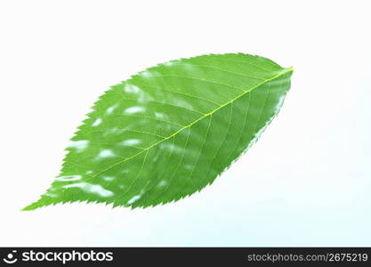 Leaf and Water drop