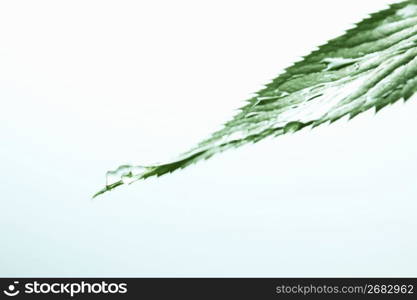 Leaf and Water drop