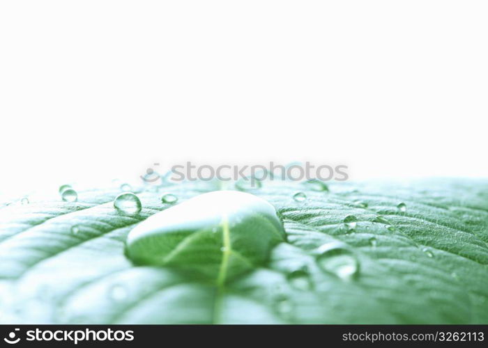 Leaf and Water drop