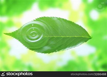Leaf and Water drop