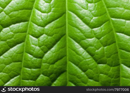 leaf background.Fresh green leaves Macro surface of the leaves and fibrous tissue.
