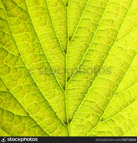 Leaf background very close up for design. Leaf background