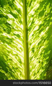 leaf background with sunshine shinning from the backside.