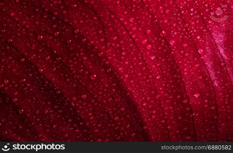 leaf background with water drops