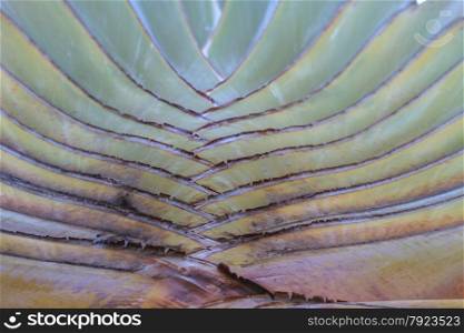 Leaf bases on a Traveler&rsquo;s Palm (Ravenala madagascariensis)
