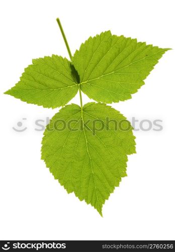 leaf blackberry isolated on white