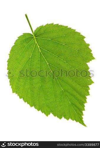 leaf blackberry isolated on white