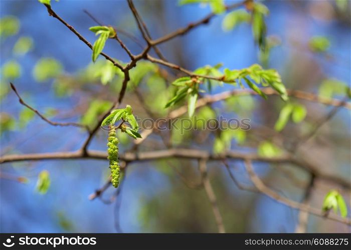 leaf bud of the birch on blue sky background, focus on the bud
