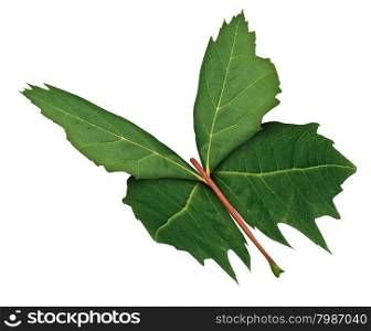Leaf Butterfly as a symbol of nature hope and growth or development with a three quarter view of a green maple leaf shaped as the open wings of a flying butterfly as a freedom metaphor for learning discovery and imagination isolated on a white background.