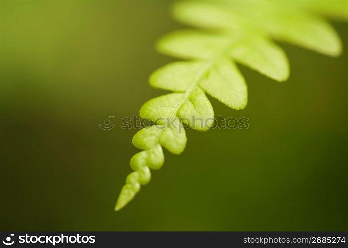 Leaf, close-up