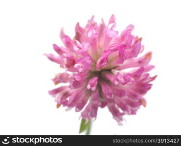 leaf clover flower on a white background