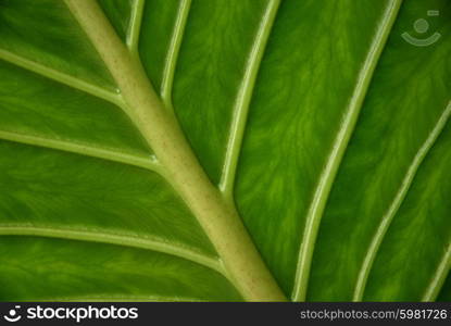 leaf detail