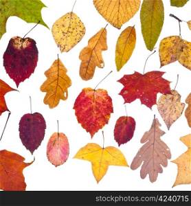 leaf fall from pied autumn leaves isolated on white background