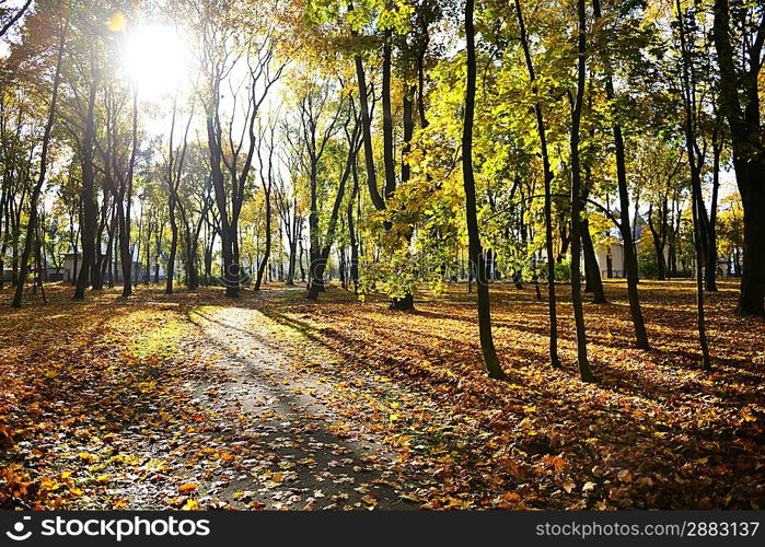 leaf fall in park. sunny autumn day