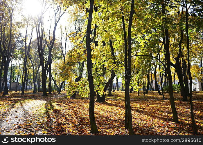 leaf fall in park. sunny autumn day