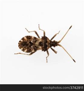 "leaf-footed bug species "Centrocoris variegatus" isolated on white background"