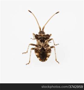 "leaf-footed bug species "Centrocoris variegatus" isolated on white background"