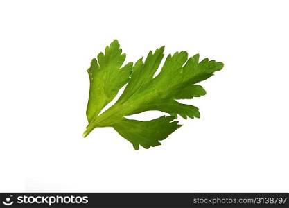 leaf fresh celery isolated on white background