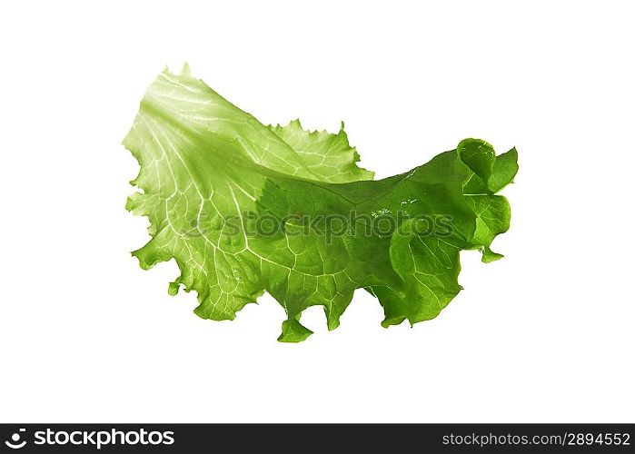 leaf fresh lettuce isolated on white background
