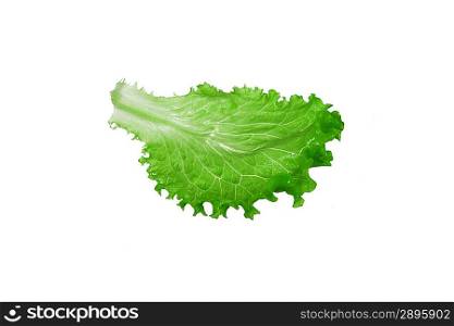 leaf fresh lettuce isolated on white background