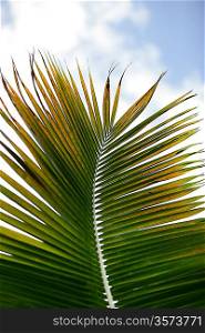 Leaf from a palm tree