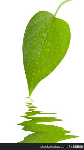 Leaf green and fresh with reflex over water isolation over white background