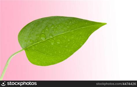 Leaf green with water drops isolated on a over pink background