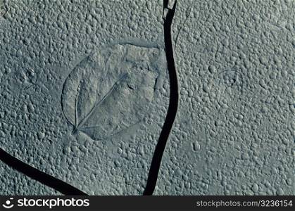 Leaf Imprint
