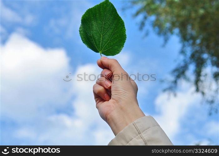 leaf in hand on sky background