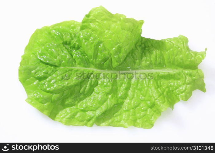 Leaf lettuce