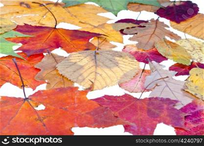 leaf litter from deciduous leaves isolated on white background