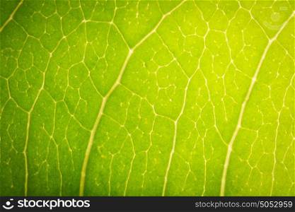leaf macro green
