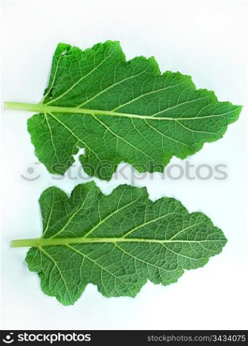 Leaf of a broccoli . Leaf of a broccoli on a white background