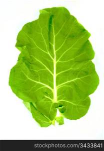 Leaf of a broccoli on a white background